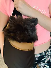 Clásico de transporte de mascotas portátil acogedor cachorro suave perro gato bolsas mochila hombro transportista, suministros para mascotas para la excursión al aire libre de viaje