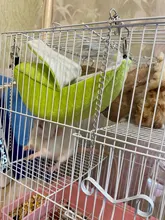 Hammock Rat House Hamster-Accessories Hanging Banana-Shape Warm Nest Tree-Beds Novelty