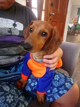 Abrigo con capucha para perro mascota de dibujos animados, ropa de invierno para perros pequeños, gatos, cachorros, Chihuahua, Yorkies, sudadera para perros y Mascotas