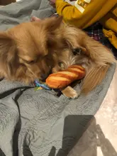 Juguete de mordida de perro para mascotas, mordedor de peluche para perros, Chihuahua, Yorkie, juguete para mascotas con sonido, entrenamiento interactivo, producto para mascotas