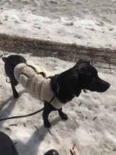 Scarf Jacket Dogs French Bulldog Winter Plush-Coat Pet-Dog Cotton Warm Thick for Puppy-Ropa-Perro