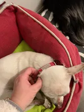 Puppy-Dog-Cat-Collar Engraved Bling Custom Personalized Pet-Dog Dogs Chihuahua Collars