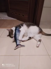 Gato cargador USB juguete interactivo de disquete pez gato realista juguete de gatos domésticos masticar morder juguetes suministros para mascotas gatos perro de juguete