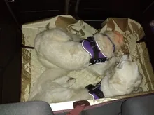 Pet Carriers Cover Organizer Accessories Trunk-Mat Dogs-Protector Waterproof Cats Oxford