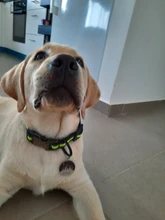 Etiqueta de identificación de perro personalizada, grabado Retro, etiqueta de identificación de nombre para perros, gatos, cachorros, placa redonda de Metal, productos para mascotas