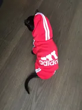 Suéter con capucha Para gato, Ropa cálida Para mascotas, Para gatos, Sphinx, satten, Ropa Para gatos, Kedi, Giyim, productos Para mascotas