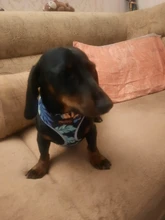 Arnés para perro o gato de nailon, arnés para perro o gato impreso, arneses para perros pequeños, chaleco para caminar para mascotas, correa para gatos, Bulldog Francés, Chihuahua, Yorkshire