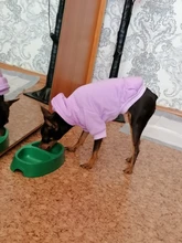 Winer-Ropa para Perro, Sudadera con capucha de diseño puro para gato y Perro, chaqueta para cachorro Chihuahau, Ropa para mascotas, Pug, novedad de 2020