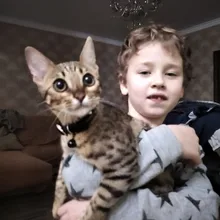 Collar de gato con campana para gatos, cachorros, collares correas para gatos, perros, Chihuahua, Gato, correas, suministros de plomo para mascotas