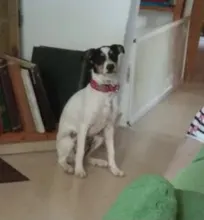 Collar personalizado para perro, collares para mascotas de nilón con estampado de puntos para mascota mediana grande, Pitbull, rojo, azul y negro