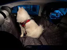 Protector para asiento de coche para perros resistente a arañazos resistente al agua coche asiento trasero Protector Gato perro Protector para asiento de coche con Visible de malla de ventana camas para perro cama gato