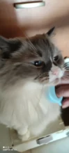 Peine de masaje para perros de Gato, peine de concha, depilación, cepillo de limpieza, aseo multifunción para mascotas, suministros para perros, 1 unidad