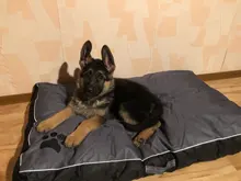 Puppy-Mat Kennel Pet-Bedding Dog-Cushion Dog-Bed Washable Large Sofa Labrador Soft Big