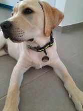 Etiqueta de identificación de perro personalizada, grabado Retro, etiqueta de identificación de nombre para perros, gatos, cachorros, placa redonda de Metal, productos para mascotas