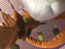 5Pcs Cute Small Pet Cage Sugar Glider Hamster Squirrel Swing Bed Nest Hammock