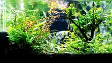 Termómetro de vidrio para acuario con anzuelo reptil tanque de peces accesorios caja 6/8/10/12/15mm dik Glas Tank