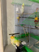 Pet Parrot Raw Wood Fork Stand Rack Toy 1Pcs 15cm Branch Perches For Bird Hamster Cage