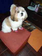 Nuevos 4 Uds zapatos impermeables para perros bota de nieve antideslizante para la lluvia gruesa cálida para gatos pequeños perros cachorros calcetines de perro botines