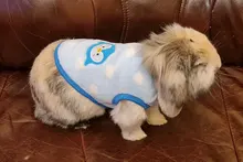 Ropa de Gato cálida para gatos, ropa de primavera y Gato, de lana suave, gatito, gatito, abrigos para gato, chaqueta, disfraces