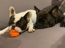 Q-MONSTER Dog Toy Set Thick Walled Natural Rubber Squeak Chew Balls for Dogs Tennis Interactive