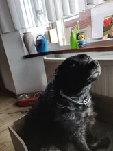 Dewel Collar Antiparasitos Perros/Gatos Contra Pulgas,Garrapatas y Mosquitos,Tamaño Ajustable e Impermeable para Mascota Pequeño Mediano Grandes