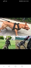 Sledding-Harness Pet-Training-Products Rottweiler Dogs-Weight German Shepherd Strong-Dog