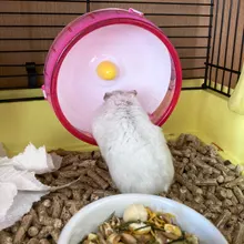 Hamster-Wheel Cage-Accessories Hedgehog Exercise-Tool Chinchilla Gerbil Animals Silent