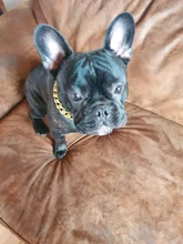 FATHIN de plástico de oro perro de Collar de cadena joyas de mascotas apoyos de la foto de perro accesorios 37CM para pequeños perros grandes