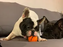 Q-MONSTER Dog Toy Set Thick Walled Natural Rubber Squeak Chew Balls for Dogs Tennis Interactive