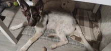 Cama para perros de invierno, camas suaves para perros y mascotas, esterilla, sofá cálido, cojín de Mascota, colchón para perros pequeños, medianos, grandes, gatos, Chihuahua, Cama para Perro