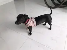 Arnés pequeño y mediano para perro, correa reflectante transpirable para el pecho, a cuadros, ropa para mascota Bichón, suministros de cadena para perro, chaleco estampado