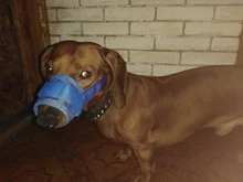 Bozal para perros ajustable, bozal de malla transpirable para perros, bozal anti-ladrar morder, bozales para masticar para perros, productos de entrenamiento, accesorios para mascotas, 1 ud.