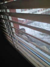 Funda de viaje para pasaporte de gato, Funda de cuero Pu, organizador de documentos, Protector