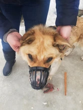 De moda para mascotas bozales para perros 3 tipos de colores de la protección del medio ambiente de perro para perro y medio suministros para perros mascota XS-XXXL