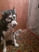 Collar de cabeza de entrenamiento para perros, arnés de nailon con cuello Halter, creativo, para todas las estaciones