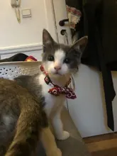 Gato Collar con lazo pajarita Collar de gato para gatos y perros pequeños accesorios gato-Collar gatos y mascotas productos Chihuahua corbata de moño Collar