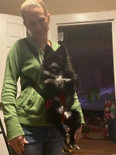 Bolsa de transporte de malla para perros y gatos, mochila de viaje al aire libre, portátil y transpirable