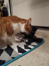 Cuencos elevados para gatos, cuencos dobles y duraderos para perros y gatos, soporte elevado, suministros de alimentación y riego para perros, suministros para mascotas