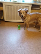 Dog-Toys Dog-Supply-Accessories Pet-Products Dogs Toothbrush Small Dogs Puppy-Chew-Toy