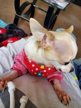 Harness-Vest Walking-Leash Dog Polka-Dot Adjustable Bell Print Cotton For Puppy Cat Pet