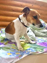 Pet-Id-Tags Collar Free-Engraved Customized Genuine-Leather Puppy-Nameplate Dog Adjustable