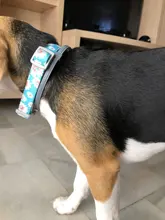 Collar con estampados personalizados para mascotas, collar ajustable de nailon y hebilla de metal de alta calidad, con grabado llamativo, con nombre de identificación para perros pequeños, medianos y grandes