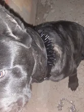 Dog-Collar Studded Spikes Pitbull Large Dog High-Quality Mastiff Big with Black Sharp