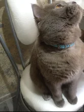 Collar de cuero sintético con diamantes de imitación para perros y gatos pequeños, accesorios para mascotas, correa para Collar de perro de diamantes, 12 colores