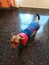 Chaleco vaquero de primavera para perros pequeños, ropa de Tzu para perros Yorkshire Terrier, ropa estilo vaquero para cachorros, chaqueta para Chihuahua, ropa para gatos