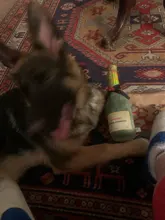 Squeaky-Toy Sounder Champagne Puppy Dog Labrador Beer Retriever for Cheese Smiling Elegant