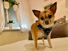 Arnés para perro o gato de nailon, arnés para perro o gato impreso, arneses para perros pequeños, chaleco para caminar para mascotas, correa para gatos, Bulldog Francés, Chihuahua, Yorkshire