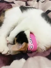 Collar NUEVOS COLLARES de nailon suave y colorido para gatos, Collar de nailon suave para gatos