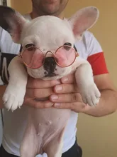 Gafas de protección contra el desgaste para perros y gatos adorables, productos para mascotas, protección contra el desgaste, gafas de sol, fotos, accesorios para mascotas, 1 ud.