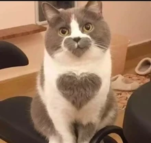 Camisa Polo bordada para hombre, Polo de negocios, informal, holgado, a rayas, de algodón, a la moda, de verano, 2021